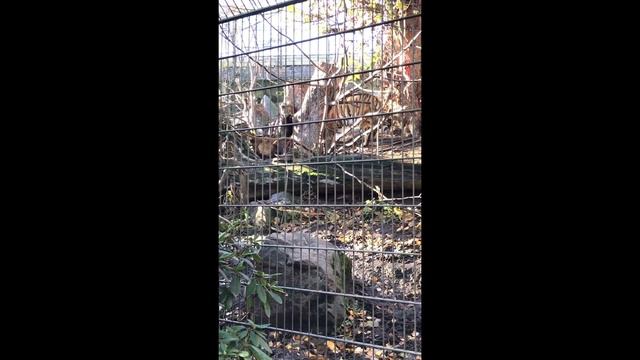 Как я пошла гулять по Хельсинки и случайно нашла зоопарк 😍 смотреть онлайн