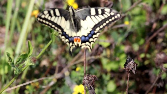 Махаон. Papilio Machaon. Насекомые Беларуси.