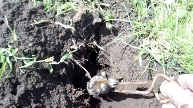 Knight Pest Control ( mole job ) смотреть онлайн
