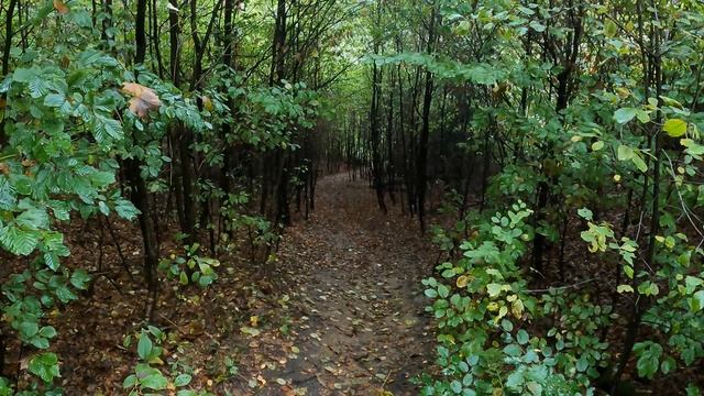 Podzimní jedlé houby a vzácný ryzec osténkatý(Lactarius spinosulus) смотреть онлайн