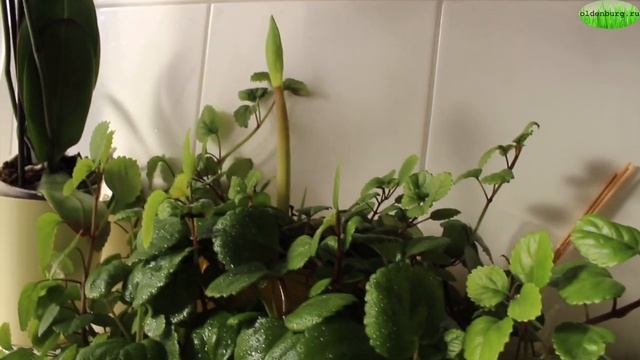 КАК ЗАСТАВИТЬ ЦВЕСТИ ГИППЕАСТРУМ К ИМЕНИНАМ #гиппеаструм_амариллис_цветение #oldenburgru#280 смотреть онлайн