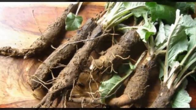 Что лечит корень лопуха смотреть онлайн