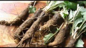 Что лечит корень лопуха