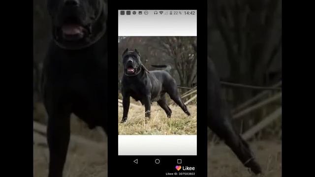 А каких ты любишь животных смотреть онлайн