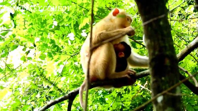 ROSE IS HUNGRY FOOD COS SHE PRODUCES MILK FOR CUTE BABY REX, REX GET MILK A LOTS PER DAY,THANK GUES