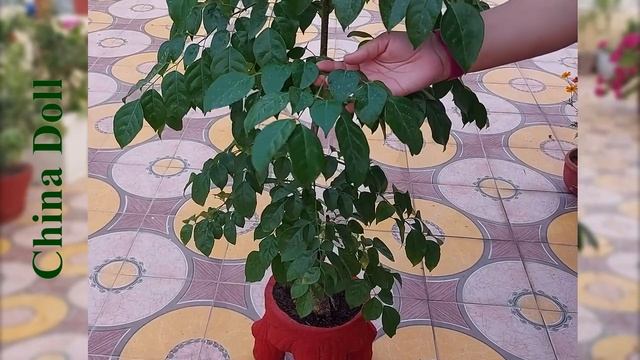 China Doll plant | Radermachera sinica plant | Indoor and Outdoor plant | Easy to grow Plant смотреть онлайн