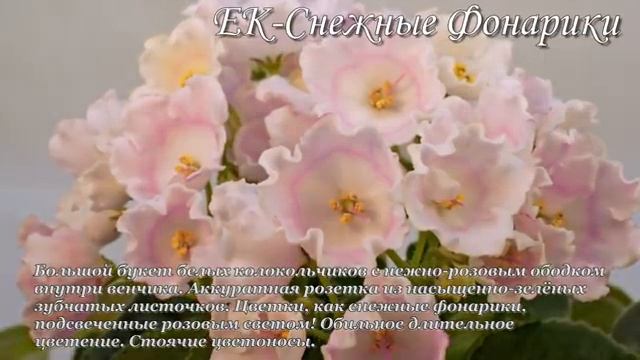 Фиалки КОРШУНОВОЙ Елены. НОВИНКИ 2018. Часть 3 смотреть онлайн