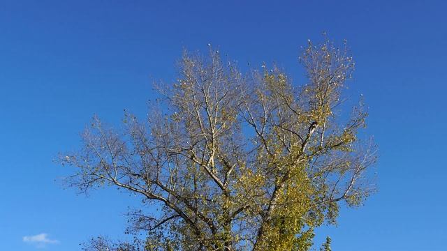 Золотые листья тополя на фоне бездонного синего неба. Созерцание природной красоты. 4K смотреть онлайн