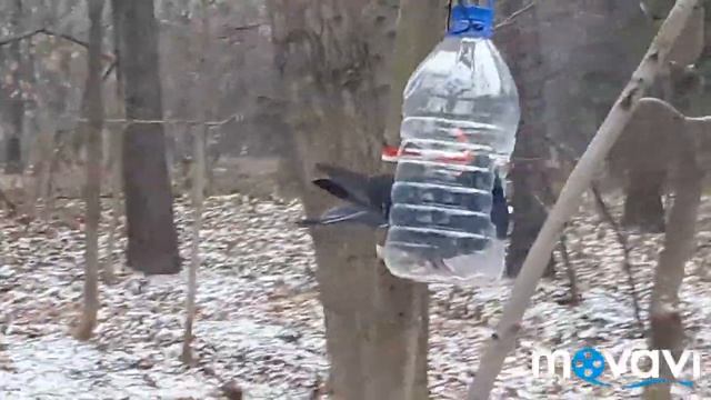 ГОЛУБЬ ? В КОРМУШКЕ ! ? смотреть онлайн