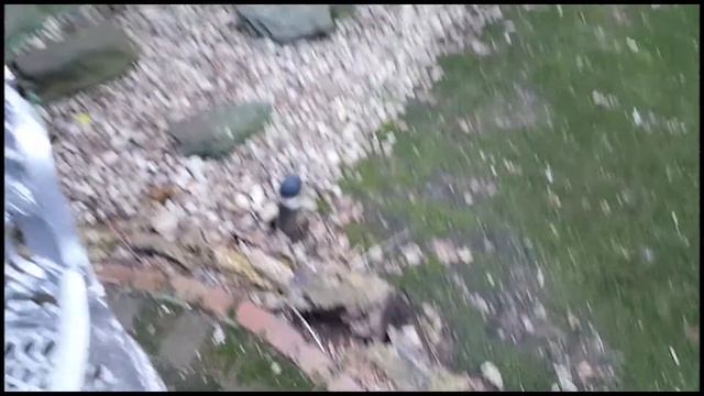 Ailanthus altissima, commonly known as tree of heaven, ailanthus..... смотреть онлайн