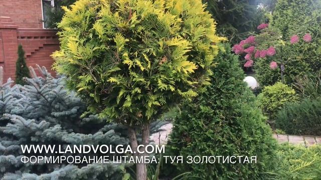 Туя на штамбе. Формирование штамба. Ель Глаука Глобоза. Обрезка Ели Глауки Глобозы.Ландшафт на Волг смотреть онлайн