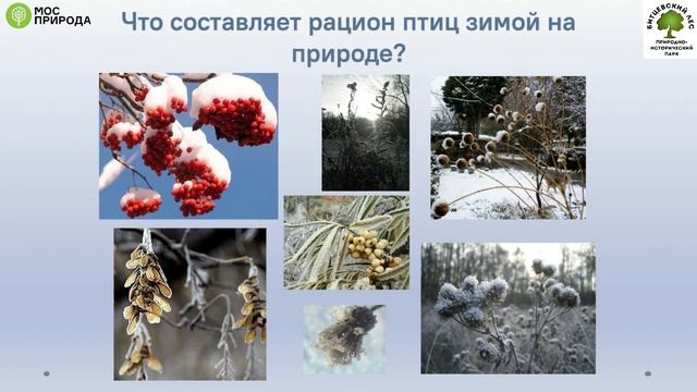 Лекция "Зимняя подкормка птиц" смотреть онлайн