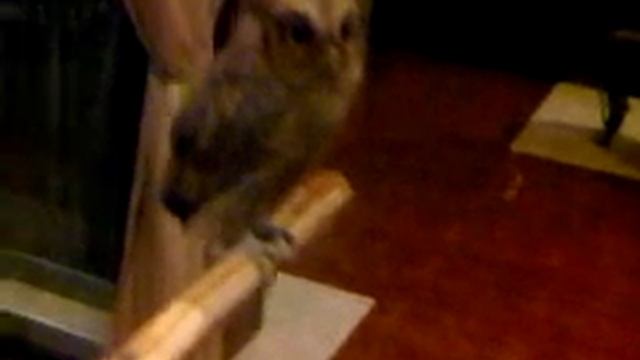 Javan Scops Owl (Otus Angelinae)- eating a cricket смотреть онлайн