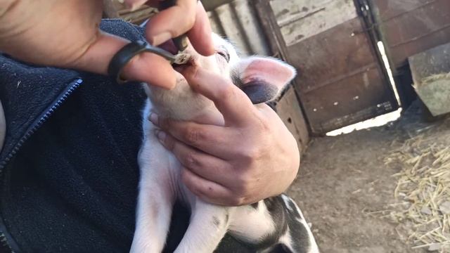Удаление клыков поросятам. Инъекции железа поросятам.