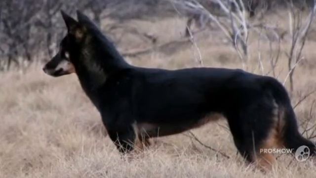 Динго порода собак смотреть онлайн