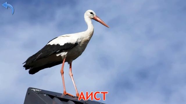 ПТИЦЫ, ЗВУКИ. ДЕТСКИЙ, РАЗВИВАЮЩИЙ МУЛЬТИК