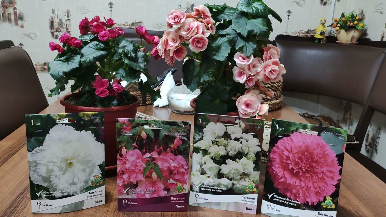 Пора будить клубни бегоний в феврале. Как правильно посадить клубень на проращивание.Обзор новинок. смотреть онлайн