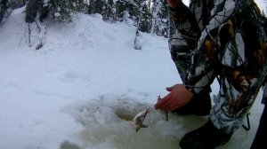 БЕШЕНЫЙ  клев. Рыбалка зимой на притоке Оби.