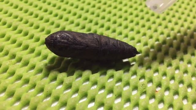 Куколка мотылька. The moth chrysalis смотреть онлайн