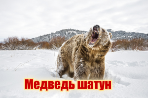 Медведь шатун