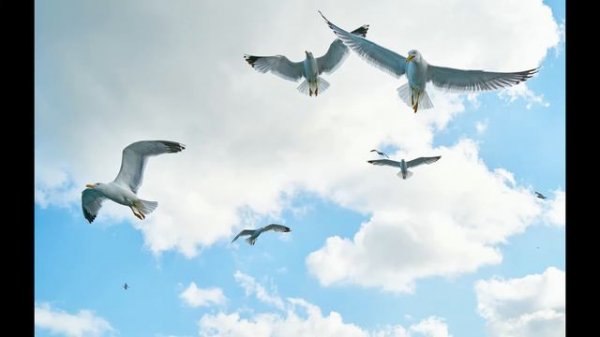 Чайка Джонатан Ливингстон