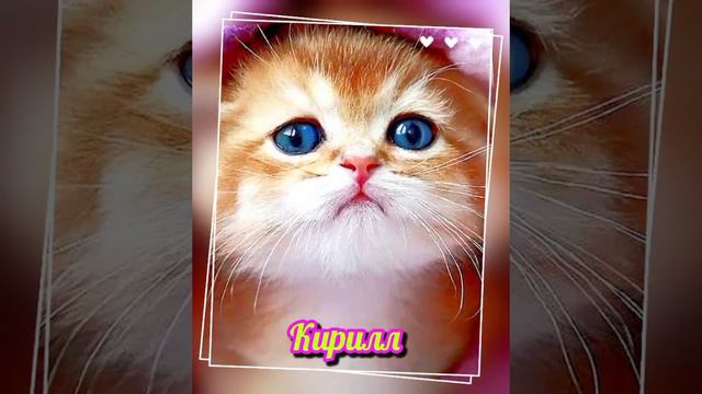 КИРИЛЛ, С ДНЁМ РОЖДЕНИЯ! #котики #коты #кошки #приколы #новинка смотреть онлайн
