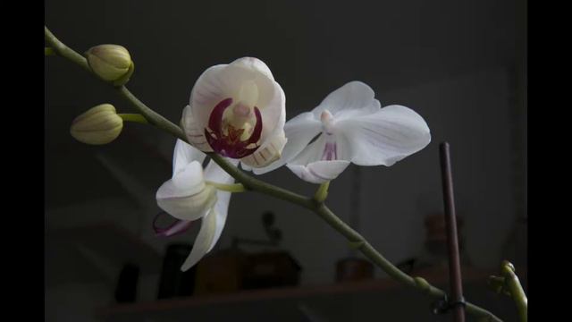 orchidee timelapse 30fps смотреть онлайн