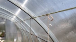 #лайфхак из Соболево. Подвязка помидоров в теплице