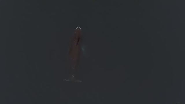Очень красивое видео гренландских китов снятое с воздуха смотреть онлайн