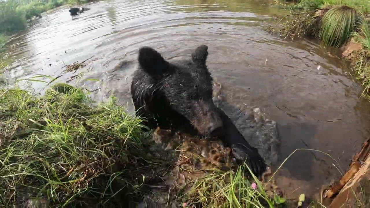 Дуся ищет ракушки. смотреть онлайн