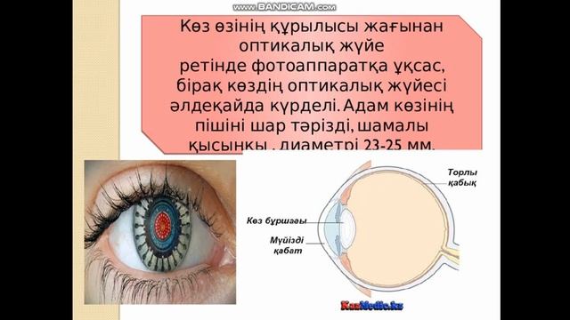 Талдықорған агро-техникалық колледжі Мырзекенова С.С. Көздің көруінің сипаттамалары смотреть онлайн