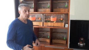 Разведение и содержание канареек.  Часть  2 , кладка яиц и их насиживание.