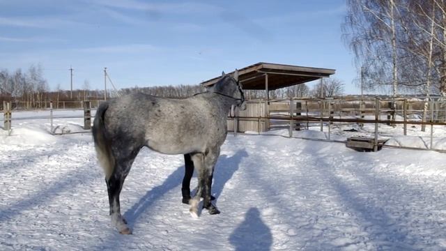 "Весёлая" лошадка смотреть онлайн