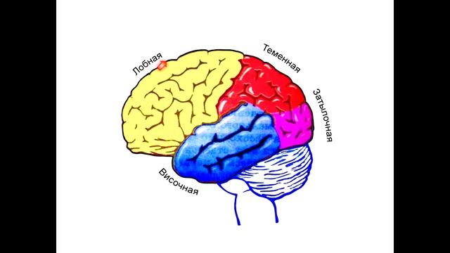 Анатомия. Нервная система смотреть онлайн