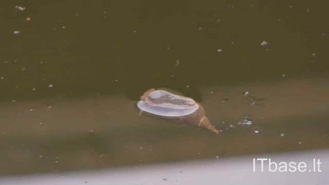 Making movie with Canon Legria HFM506 handycam | ITbase.lt смотреть онлайн