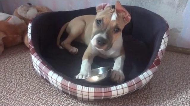 Американский стаффордширский терьер.GaidJewel's kennel. смотреть онлайн