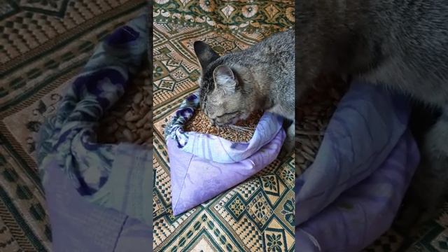 Кошка любит жаренные семечки с солью... смотреть онлайн