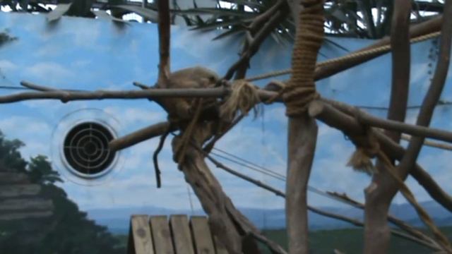 Корея 2009 10 2 Зоопарк смотреть онлайн