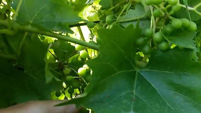 Огляд винограду Мускат Блау котрий росте в Західній Україні 17:07:2022р. смотреть онлайн