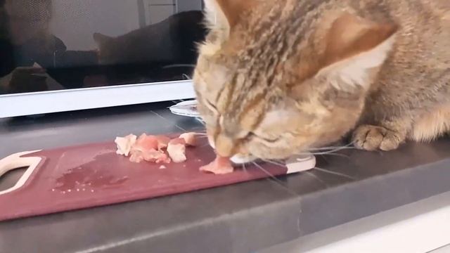 Кошка кушает мясо | Кошечка Эльвира очень любит кушать мясо смотреть онлайн