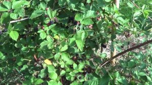 ВКУСНАЯ ЕЖЕВИКА  ЛОХТЕЙ