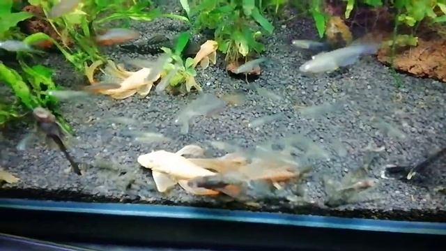 Анциструсы вуалевые "стрекозы", Оризиас яванский, Микрорасбора Галактика. смотреть онлайн