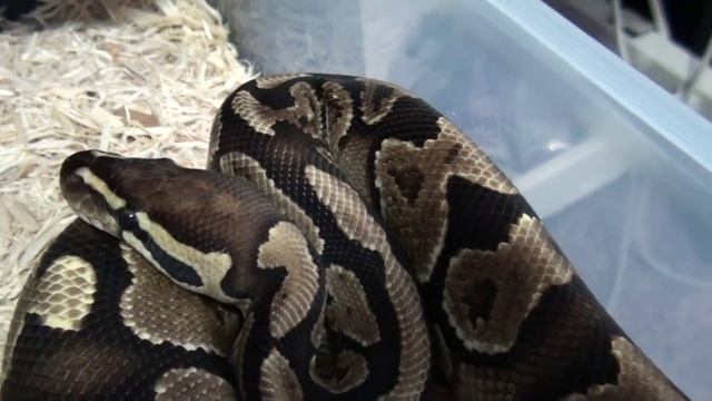 Ball Python Collection Update & Breeding Plans (Aug 2015) смотреть онлайн
