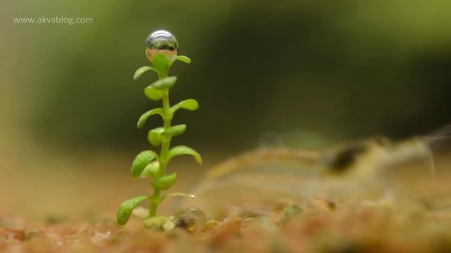Bubble - Hemianthus callitrichoides - Aquarium timelapse смотреть онлайн
