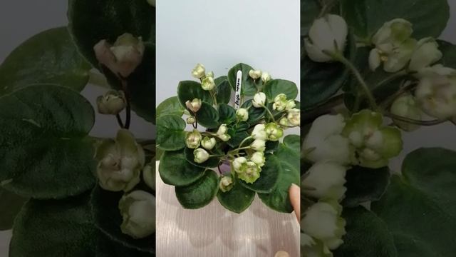 Фиалка ЛЕ-Лада. Обзор. смотреть онлайн