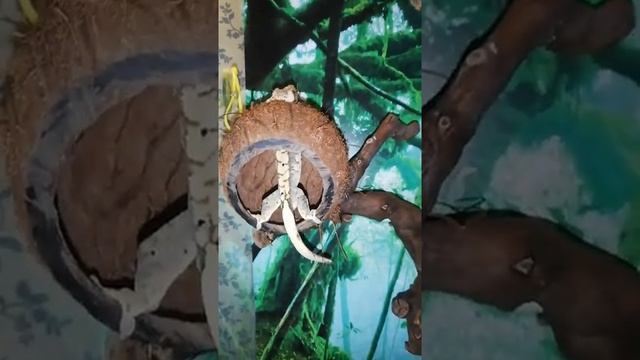 Реснитчатый Бананоед / Геккон и Кокос / Смешные Животные смотреть онлайн