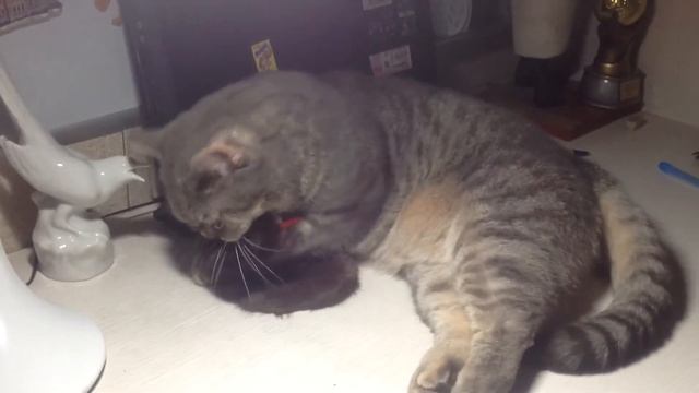 Кот и игрушечная змея - любовники!!!❤️❤️❤️❤️❤️ смотреть онлайн