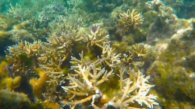 26 The Isle of Pines, New Caledonia (NOV 2017) смотреть онлайн