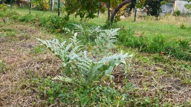CARCIOFAIA, come iniziare a COLTIVARE i CARCIOFI смотреть онлайн