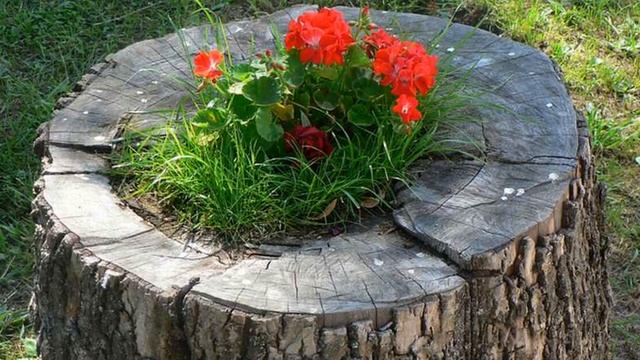 Цветочная клумба из бревен и цветник в старом пне. Идеи как сделать клумбы для дачи своими руками смотреть онлайн